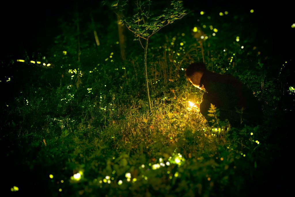a woman, at night,  in a field of fireflies bending over to examine a bright orb of light.