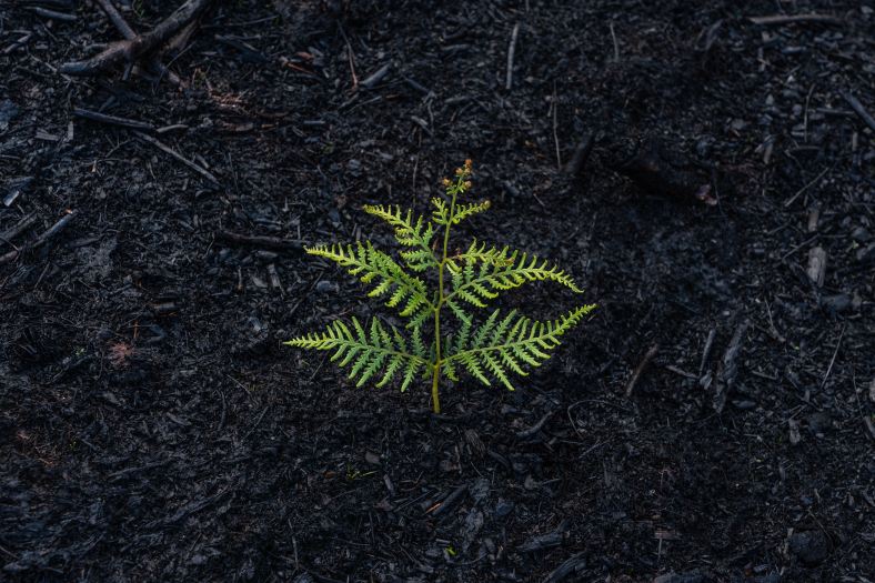 A green fern growing from black ashes